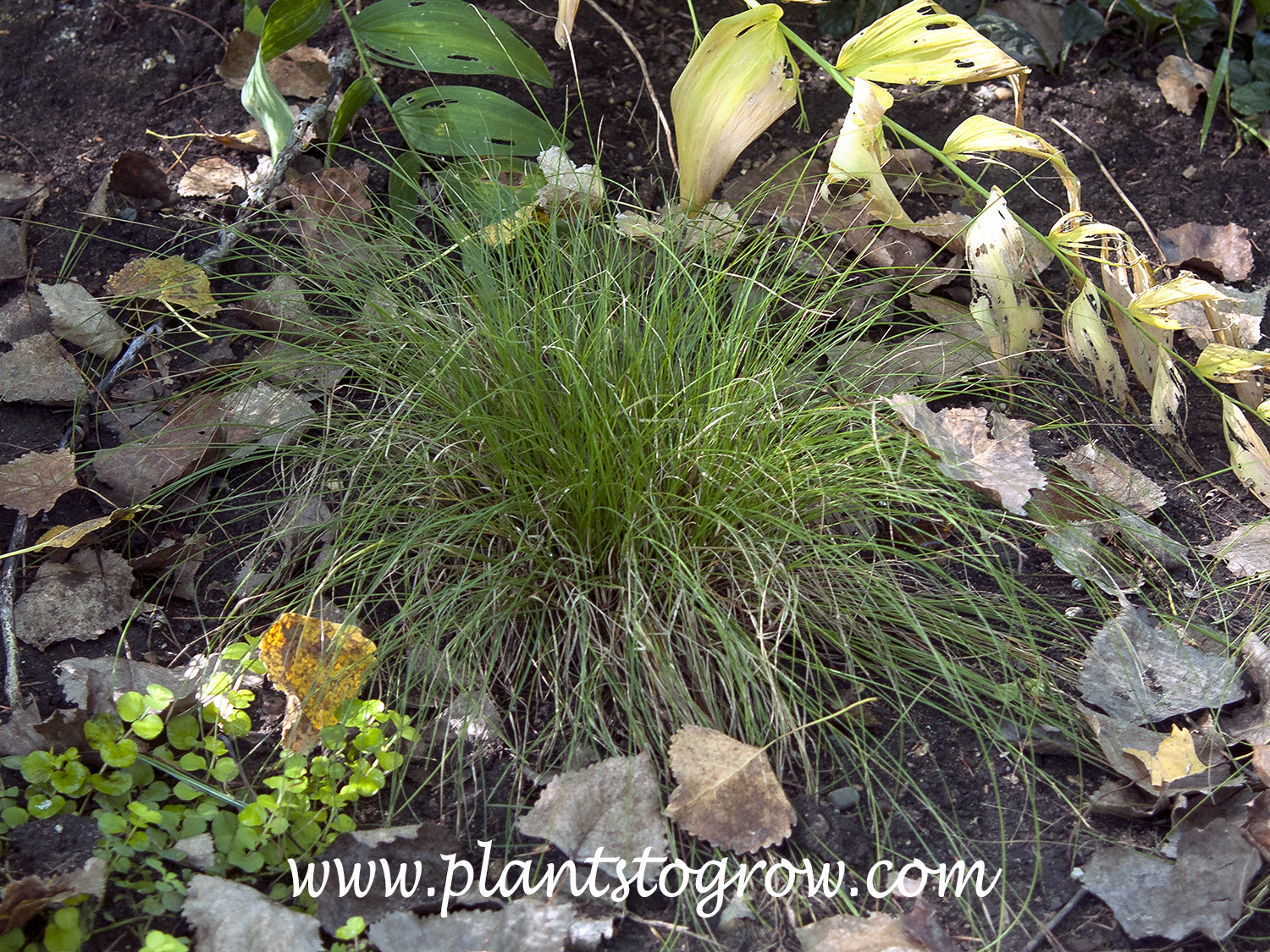 Appalachian Sedge (Carex appalanchica)